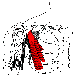 Малая грудная мышца.