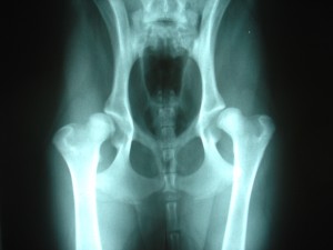 Трактовка рентгеновского изображения отдельных органов.